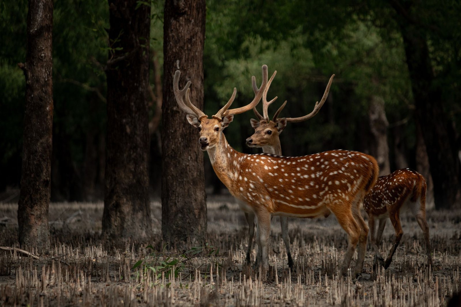 Voyage Bangladesh